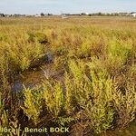 Salicornia stricta 形態