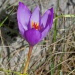 Crocus ligusticus Агульны выгляд