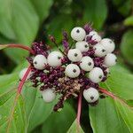 Cornus sericea Frukto