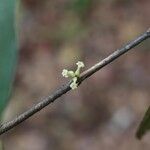 Pleiocarpa pycnantha Flower