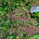 Astilbe simplicifolia Цвят