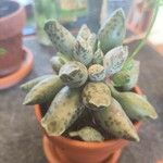 Adromischus cooperi Blad