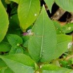 Impatiens balfourii Leaf