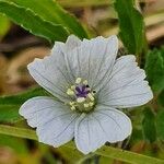 Monsonia angustifolia Flor