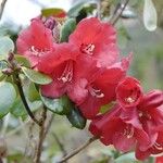 Rhododendron thomsonii Flor