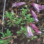 Penstemon fruticosus