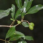 Elaeodendron xylocarpum