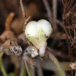 Dichondra occidentalis Blomma