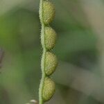 Aeschynomene villosa Fruit