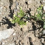 Anchusa ochroleuca Habit