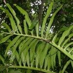 Monstera tenuis Leaf