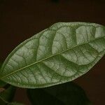 Glycydendron amazonicum