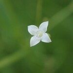 Oldenlandia lancifolia फूल