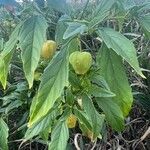 Physalis longifolia Plod