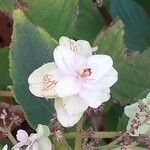 Hydrangea involucrata Flower