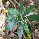 Psychotria schweinfurthii Blatt