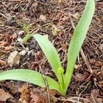 Allium chamaemoly Lehti