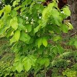 Pterostyrax hispidus Hábito