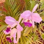 Cattleya lueddemanniana പുഷ്പം