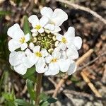 Iberis ciliata Květ