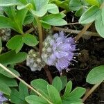 Hydrophyllum capitatum Flower