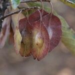 Terminalia stenostachya Fruit