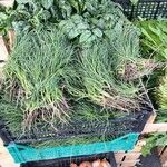 Salsola soda Hoja