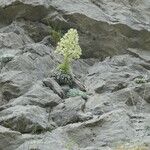 Saxifraga longifolia Kwiat