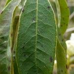 Rhododendron augustinii Hoja