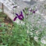 Salvia microphyllaFlor