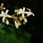 Conchocarpus nicaraguensis Blomma