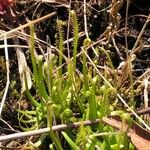 Drosera filiformis Φύλλο