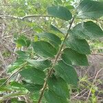 Trema orientale Leaf