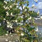 Clerodendrum indicum Fleur