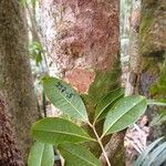 Syzygium mouanum Bark