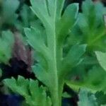 Leucanthemum vulgare Blatt