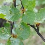 Betula humilis Leaf