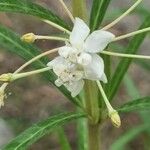 Gomphocarpus fruticosus Flower