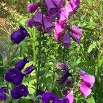 Digitalis thapsi 花