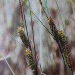 Carex rostrata Flor