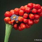 Arisaema serratum Fruit