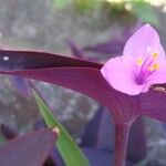 Tradescantia pallida Květ