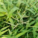 Setaria barbata Flor