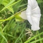 Calystegia silvatica Çiçek