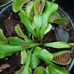 Dionaea muscipula Blad