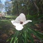 Hibiscus heterophyllus Flors