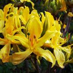 Rhododendron luteum 花