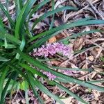 Liriope muscari Flower