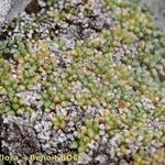 Saxifraga squarrosa Habitus