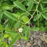 Ophrestia hedysaroides Plante entière